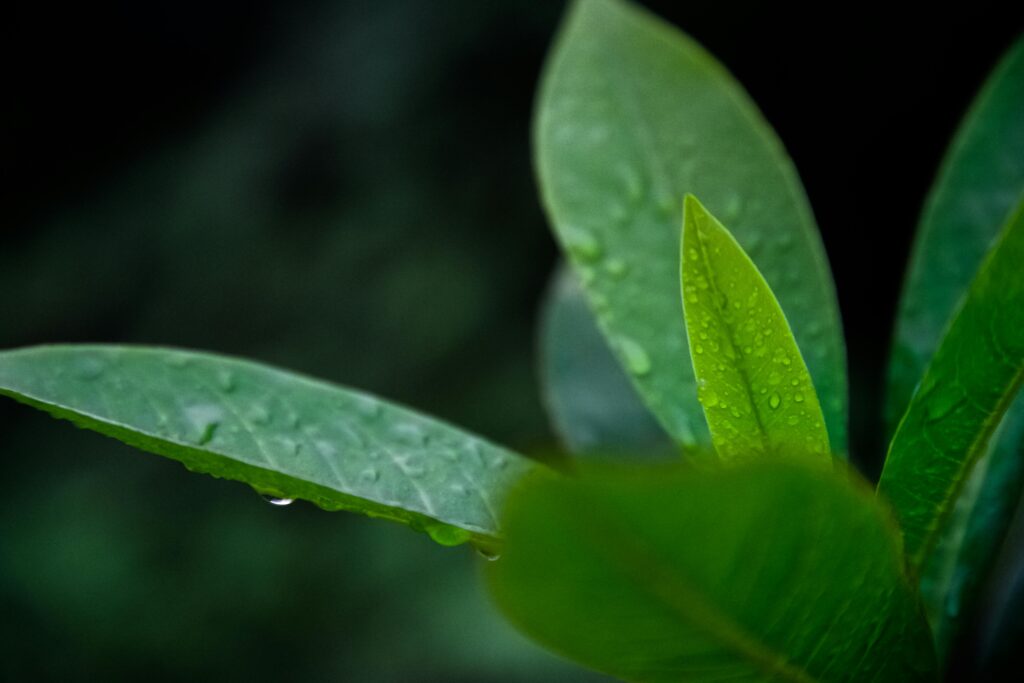 Fresh green leaves with dew drops. Perfect for nature and freshness themes.